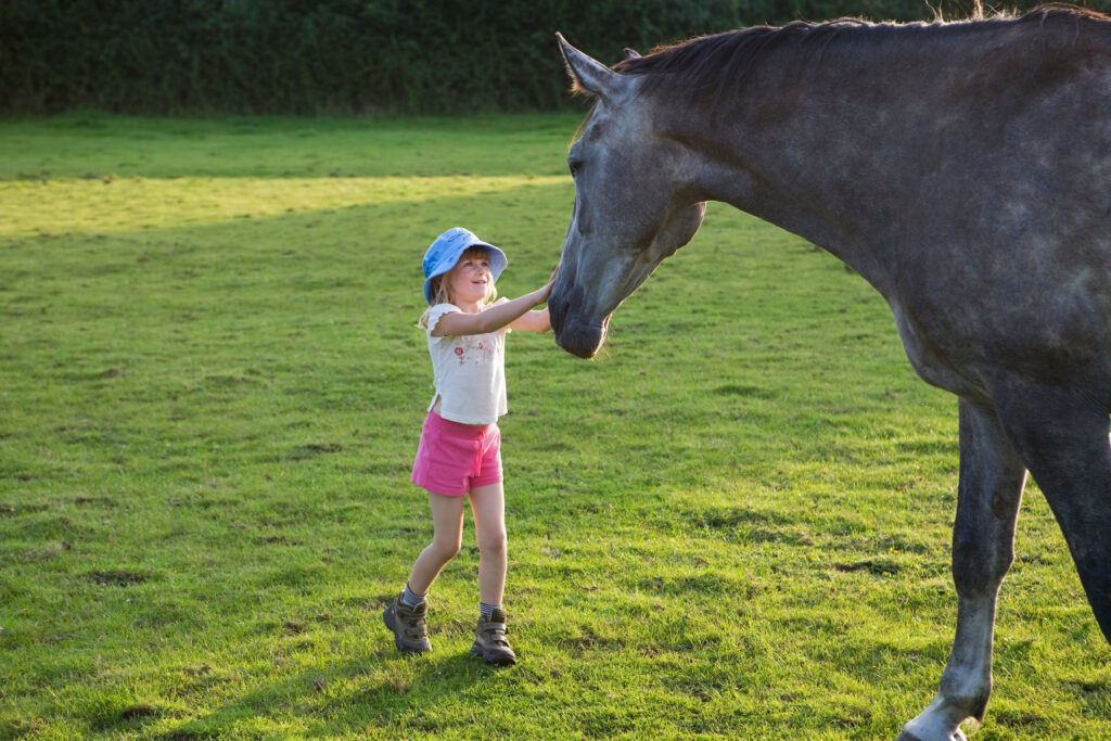 Il Cavallo perfetto compagno nella pet therapy