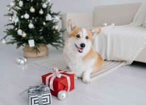 Un Natale sereno con i nostri amici a quattro zampe