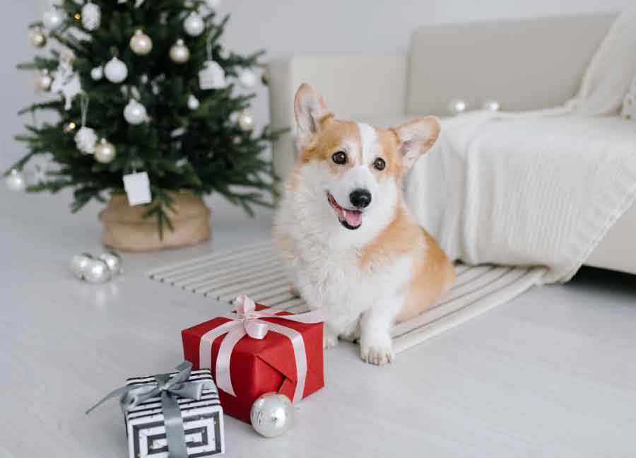 Un Natale sereno con i nostri amici a quattro zampe